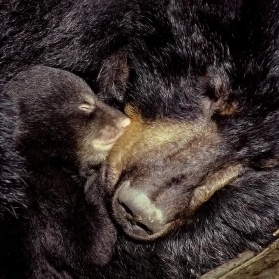<h2>Mother in den with cub</h2>
<p>All three species of North American bears give birth during the winter.  The mothers' metabolic rates are slowed by hibernation, but they wake up and care for the cubs like other mothers do.</p>