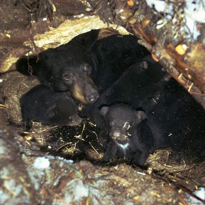 <h2>7-year-old mother with cubs in a den under a fallen tree</h2>
<p>Three is the most common litter size in the East-two in the West.  The record is six.  When mothers cannot find enough food, milk is limited, so cub mortality is highest in the largest litters.</p>
