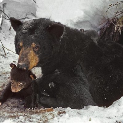 <h2>Cubs first look at the world</h2>
<p>Black bears do not produce cubs until they are 3 to 11 years old, depending upon food supply.   This mother first gave birth at age 7.  Here she is 10 with 3 cubs weighing 4½ to 5½ pounds.  She produced 12 cubs by the time she was shot at 18¾.  Black bears can live 30 years or more.  Life spans in hunted populations average 4 years.</p>