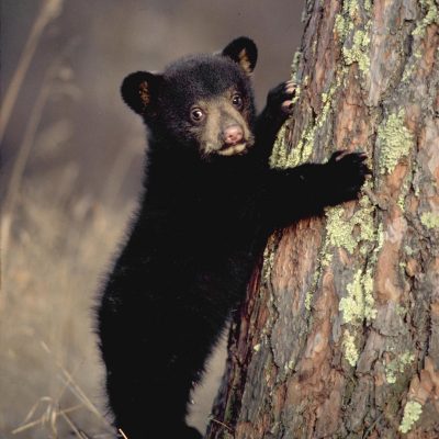 <h2>Black bear cub.  Age: 4 months. Weight: About 10 pounds.</h2>
<p>Cub growth and survival depends upon food.  By fall, cubs can weigh as little as 15 pounds or more that 160 pounds.  This flexibility in growth rate, depending upon food, helps black bears adapt to habitat conditions from the arctic tundra of Labrador to the mountains and deserts of northern Mexico.</p>