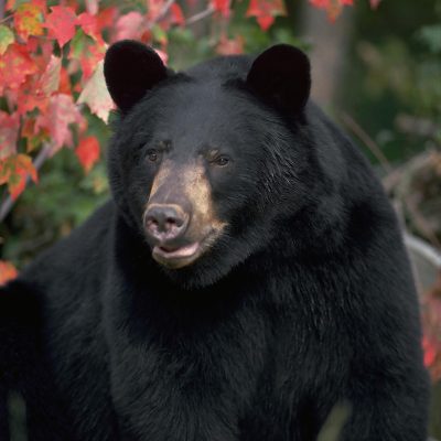 <h2>Startled and concerned</h2>
<p>Many people fear that bears will sense they are afraid and attack. However, most people who see bears close-up ARE afraid-and are not attacked. Bears look a bit like dogs but are less aggressive. Across North America, dogs kill 16 times more people than do black, grizzly, and polar bears combined. </p>