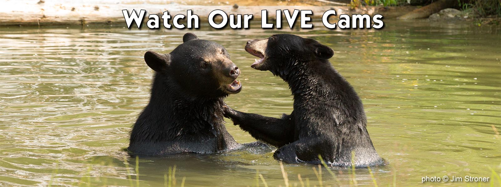 Watch our Live Cams banner
