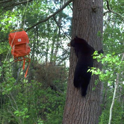 <h2>Climbing white pine to get backpack</h2>
<p>In years when nut, acorn, and berry crops fail, black bears are as quick as chipmunks to substitute human food.  They prefer natural food, though, and they return to their wild diet the next year if natural food is available.</p>
