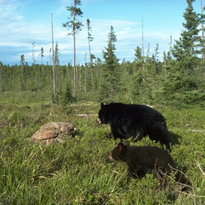 <h2>Mother and cub moving to a fresh blueberry patch</h2>
<p>Black bear females share their territories with their cubs and with independent offspring from past litters.  If a territory is crowded, the mother tries to usurp part of a neighboring territory rather than fighting with her own offspring. </p>
