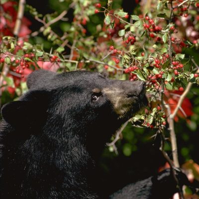 <h2>Black bear eating hawthorn berries</h2>
<p>Wild fruit, nuts, and acorns are the most important foods for black bears in summer and fall. If those crops fail, cubs starve, females abort their fetuses, and some bears follow their noses to human foods. Photo:</p>