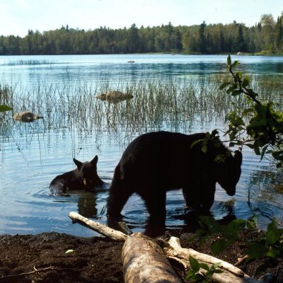 <h2>Black bears cooling off</h2>
<p>Bears cool off by lying in the water, by panting, or by resting in the shade with their sparsely furred undersides against the ground.</p>