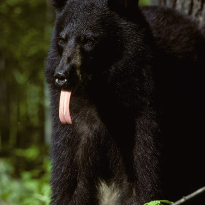 bear_long_tongue.jpg