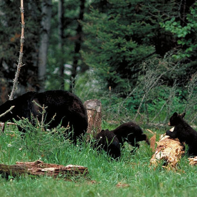 bear_mother_and_cubs_running_away.jpg