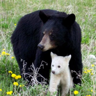 black_bear_with_white_cub.jpg