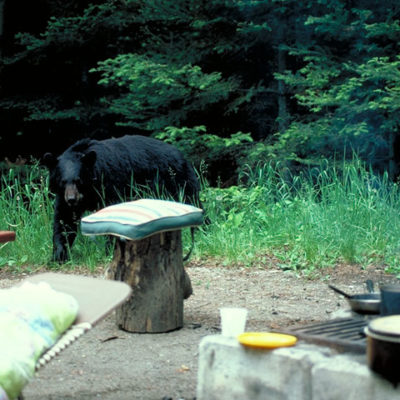 campground_bear.jpg