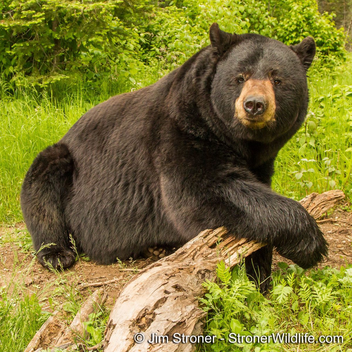Ted resting by log - June 2013 - By Jim Stroner