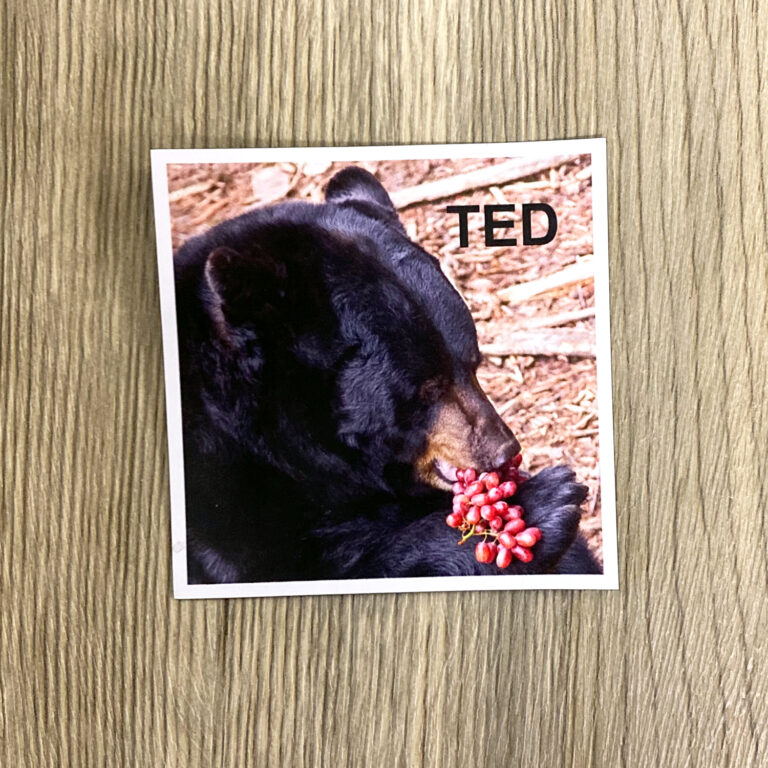 Magnet Ted 23