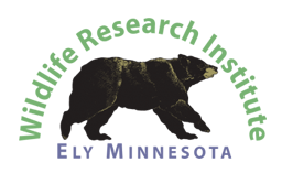 BearStudy.org - Wildlife Research Institute